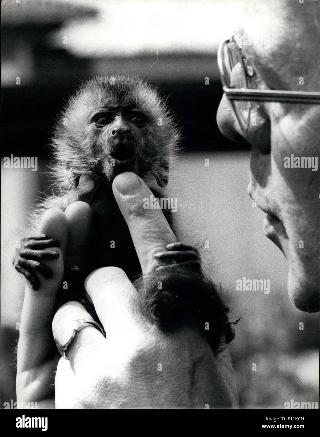 6. Juni 1978 - BABY KAPUZINER AT THE LONDON ZOO: Jim und Tim, zwei braune Kapuziner am 30. April im Londoner Zoo geboren wurden. Ihre Eltern sind Minnie und Chi Chi. wenn es erkannt wurde, dass Minnie konnte nur bewältigen auf von ihren Nachkommen, Jim wurde von ihr genommen hatte Hand durch Tierpfleger Ron Smith aufgezogen wird. Die Kapuziner kommen aus Südamerika und es ist ziemlich selten vor, dass sie Hand aufgezogen werden. Foto zeigt Jim die Hand Kapuziner abgebildet im London Zoo heute aufgezogen. Stockfoto