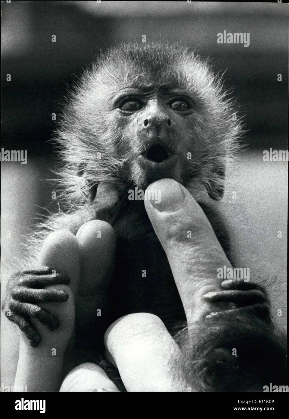 6. Juni 1978 - BABY KAPUZINER AT THE LONDON ZOO: Jim und Tim, zwei braune Kapuziner, am 30. April im Londoner Zoo geboren wurden. Ihre Eltern sind Minnie und Chi Chi. wenn es wurde erkannt, dass Minnie konnte nur bewältigen auf der ihre Nachkommen. Jim wurde von ihr genommen hatte Hand durch Tierpfleger Ron Smith aufgezogen wird. Die Kapuziner kommen aus Südamerika und es ist ziemlich selten vor, dass sie Hand aufgezogen werden. Foto zeigt Jim die Hand Kapuziner gesehen heute Morgen zum ersten Mal im Londoner Zoo gehalten. Stockfoto