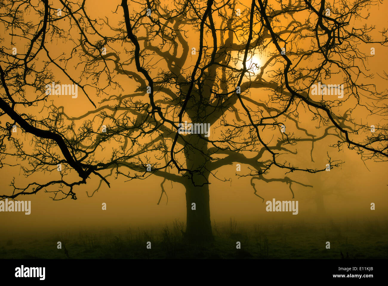 Toten Eiche im Morgennebel am Felbrigg Park Norfolk Stockfoto