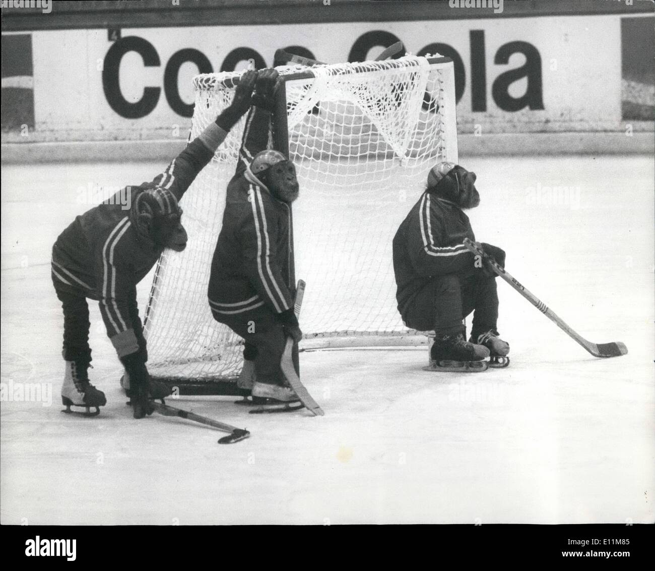 2. Februar 1979 - Eishockey Match mit A Unterschied: Ein Eishockey Spiel mit Unterschied vor kurzem fand in der Olympiahalle München. Ein Team von russischen Braunbären übernahm ein Team von Schimpansen. Es war ein sehr unterhaltsames Spiel für die Mary-Zuschauer, die besucht. Die beiden t5eams wurden ausgebildet von der deutschen Acrobat Familie Renz, besitzen die Tiere. Sie dauerte drei Jahre, um zu trainieren. Bild zeigt: Action-Aufnahmen aus dem Spiel. Der Schimpanse gewann 3-2. Stockfoto