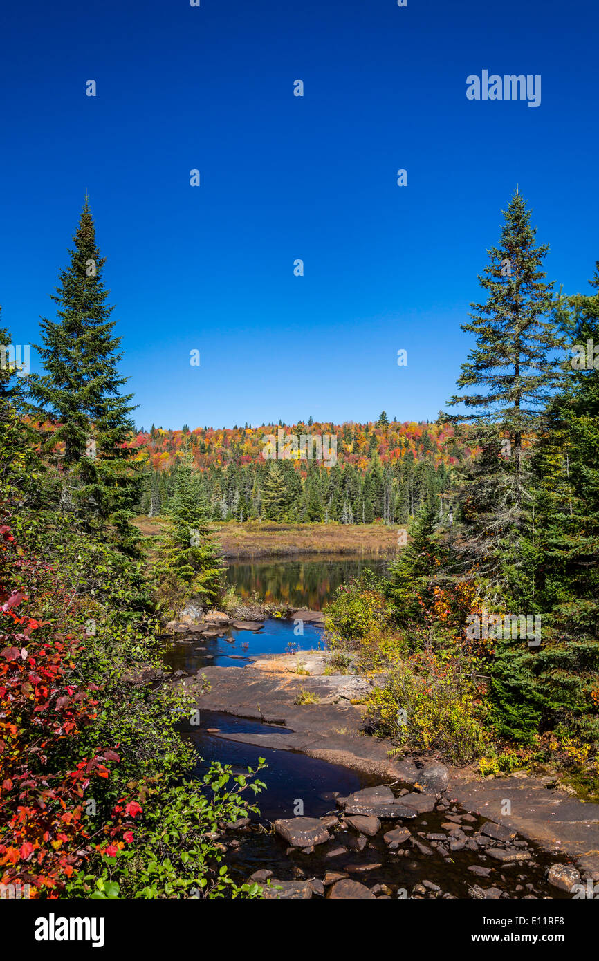 Brillante Herbstlaub in La Maurice National Park, Quebec, Kanada. Stockfoto