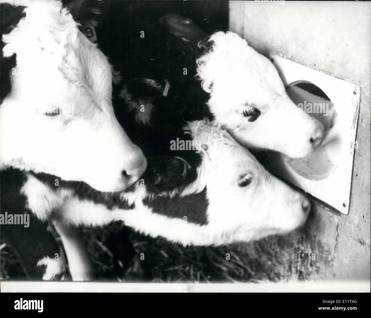 4. April 1980 - revolutionäre Sozialsystem Kalbfleisch: Tierfreunde können in Zukunft gerne Kalbfleisch essen. Die UK-Rindfleisch-Industrie wurde durch ein neues Wohlbefinden Produktionssystem entwickelt von Quantook Kalbfleisch, größten Kalbfleisch Produzenten im in- und Bestandteil der Gruppe "Wühlmäuse" revolutioniert. Quantook mit ihrer Beteiligungsgesellschaft Bellinger Brothere, Spezialisten Kalbfleisch Großhändler bieten 90 % des Einzelhandel-Kalbfleisch in Großbritannien. '' Die traditionellen engen Kalbfleisch-Kisten sind vorbei und mit ihnen der Grund für den Widerstand der Verbraucher zu Kalbfleisch kaufen "sagte Herr Stockfoto
