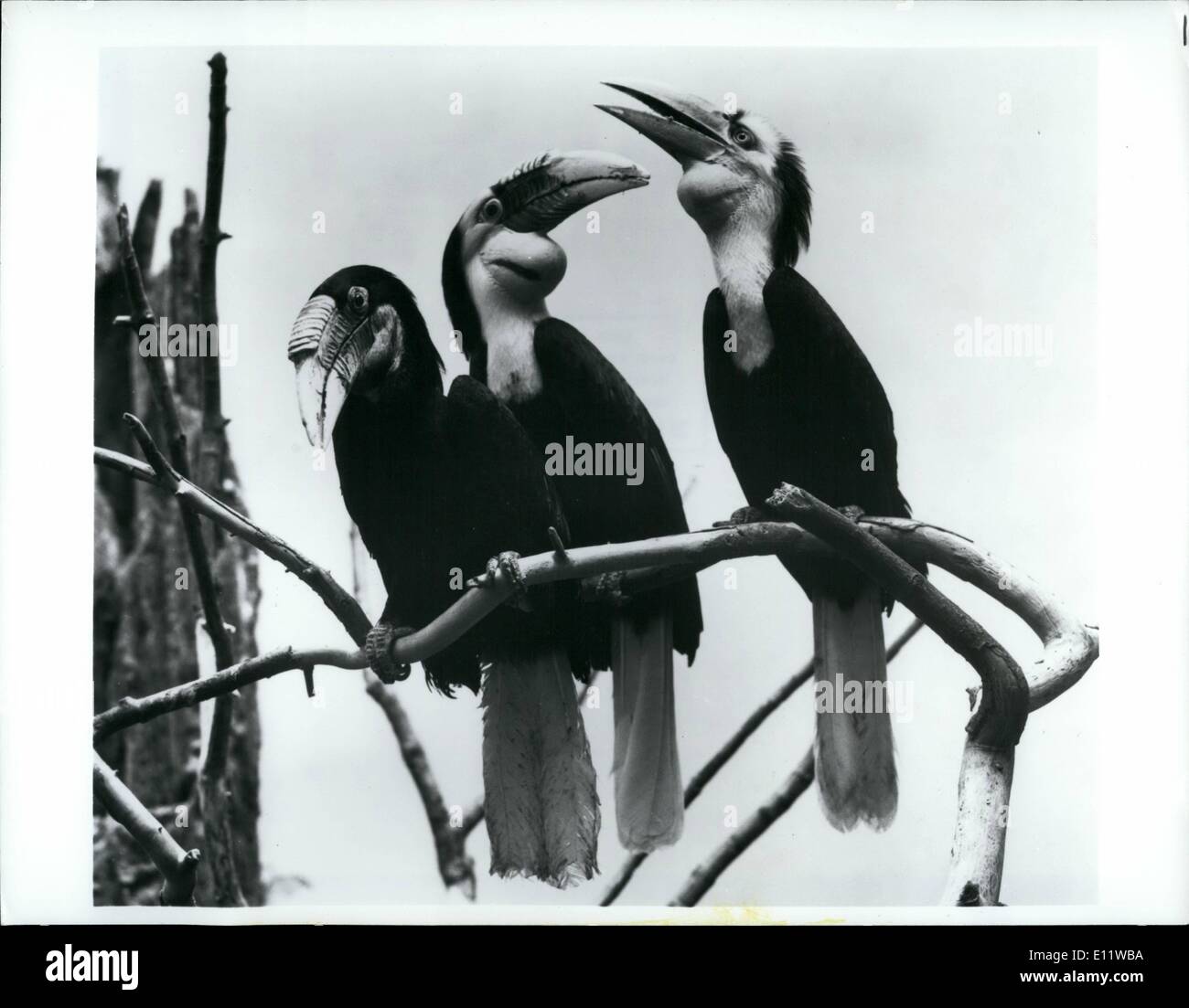 27. August 1980 - 27. August 1980 Bronx, N.Y. Eine Familiengruppe Malayan bekränzt Nashornvögel auf den Bronx Zoo Posen für ein Bild in die Welt der Vögel. Das hat auf der linken Seite ihre Kehle Mutter Pouch ist in der Farbe dunkelblau. Neben ihr Vater mit seiner erkennbaren gelben Kehlsack ist und auf der rechten Seite ist Baby. Das Küken erst vor kurzem entstanden aus dem Nest, ist bereits so groß wie seine Eltern, aber ermangelt die geriffelte oder Durchsuchung, Rechnung, die die Erwachsenen charakterisiert. Alle jungen Nashornvögel sind das Ebenbild des Vaters, der ist, sie haben gelbe Kehle-Markierungen Stockfoto