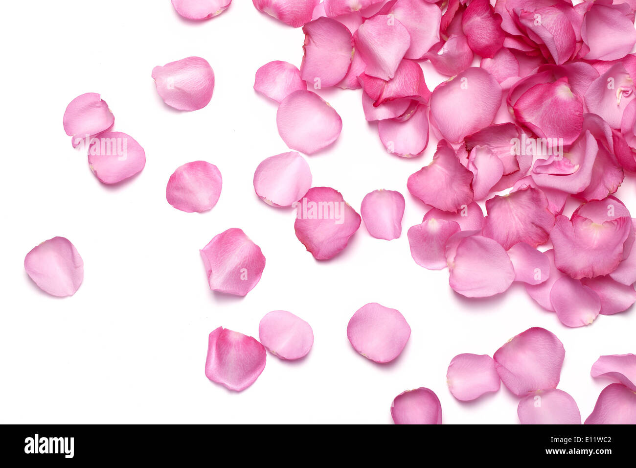 Blütenblätter rosa rose Stockfoto