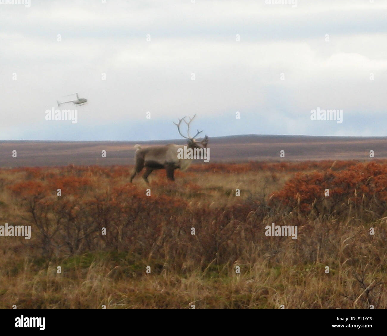 Eine Karibus-Umfrage wurde über die Alaska Halbinsel und die Becharof National Wildlife Refuges durchgeführt, um die Gesundheit der Bevölkerung und die Migrationsmuster zu überwachen. Die gesammelten Daten sind für das Verständnis der Verbringungen der Arten und für die Unterstützung der Erhaltungsbemühungen von entscheidender Bedeutung. Stockfoto