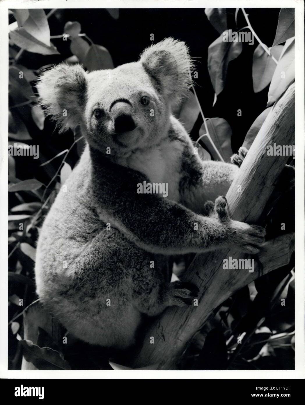 19. März 1981 - Mates erwartet: vier männliche und eine weibliche Koalas im Zoo von San Diego sind gespannt auf die Ankunft des neuen Kumpels, jetzt Termine für März 25. Qantas Airways fliegen in sechs weibliche und eine männliche Koalas an diesem Tag, Geschenke an die Queensland National Parks and Wildlife Service. Lieferung in den Zoo wurde durch einen Arbeitskampf mit Qantas Flugbegleiter für mehr als einen Monat verzögert. Der San Diego Zoo ist der einzige Zoo außerhalb Australiens, zarte Beuteltiere auszustellen. Stockfoto