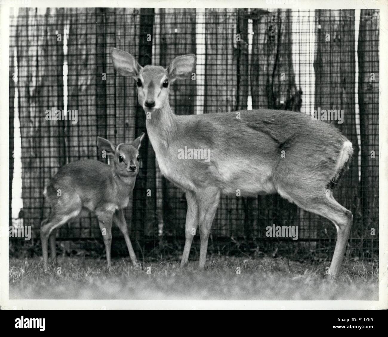 1. Januar 1981 - A Tiny Zulu Suni geboren an der San Diego Wild Animal Park 8. Januar 1981 Posen mit seiner Mutter in ihrem Gehege Nairobi Dorf an die 1.800 Hektar großen Tier-und Pflanzenwelt bewahren. Suni sind die weltweit kleinsten Arten von Antilopen mit Erwachsenen nur 12-16 Zoll (30-40 cm) hoch an den Schultern und einem Gewicht von ca. 18 Pfund (8 kg). Das Baby steht nur 7 Zoll (17 cm) groß. die Kastanie-farbigen Antilope findet man überall in Südafrika aber sind selten in Gefangenschaft Stockfoto