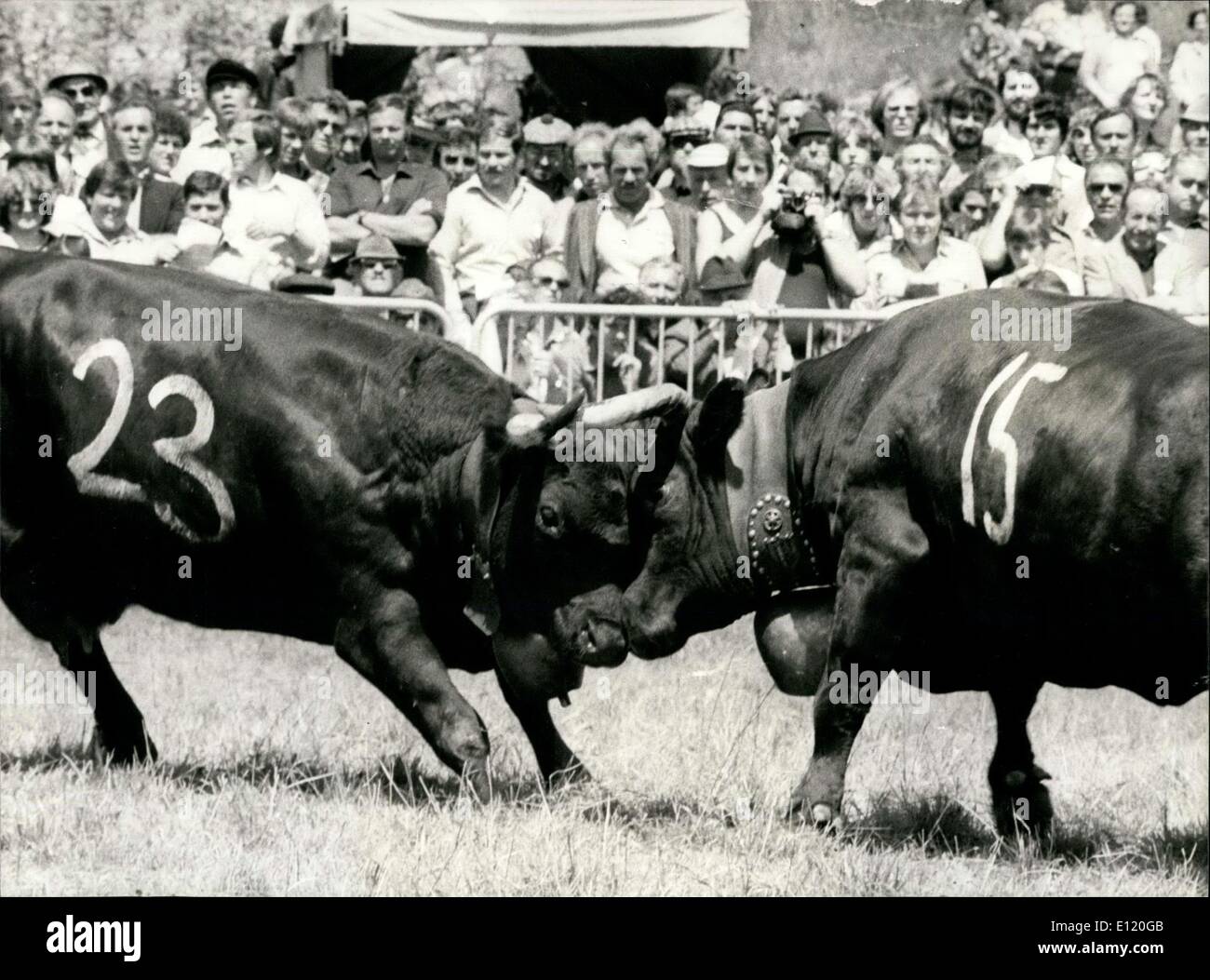 Schweizer Ringen 19. Mai 1981 - ist Kuh-Wrestling eine populäre Costum mit den Bewohnern ...