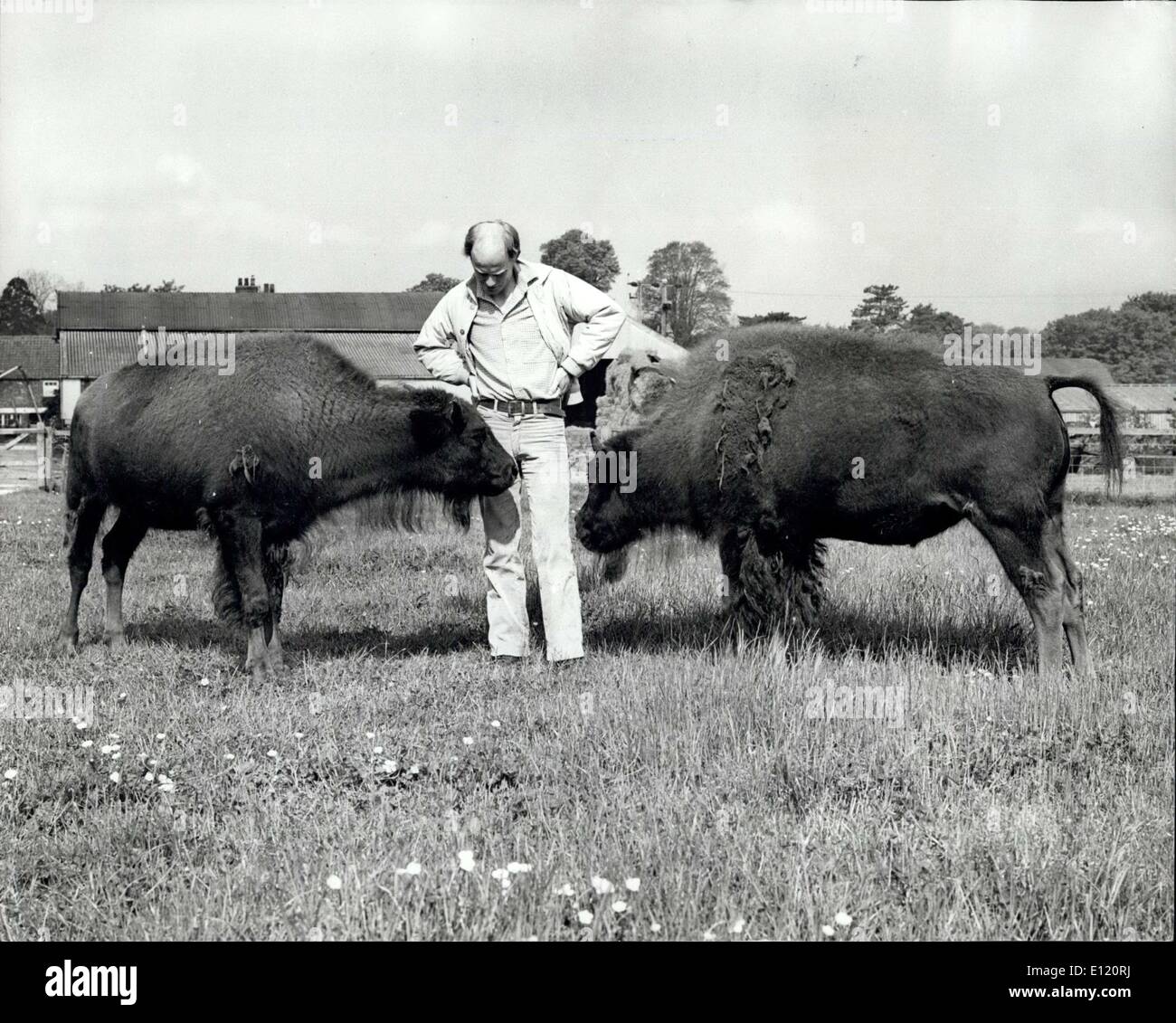 1. Juni 1981 - Braten Bison von England: American Bison haben zu einem Numberside in einem Versuch, billig, mageres Rindfleisch zu produzieren. Und es könnte zu den groß angelegten Fleischproduktion auf Tausenden von Hektar grobe Grünland zu Arm, um inländische Rinder zu unterstützen. Die Bison ist eines der frühesten bekannten Arten von Buffalo, die Tierfamilie, die in heutigen Hausrinder über Tausende von Jahren entwickelt wurde. Herr Peter Dunning, ein Bauer, der Bischof Burton, in der Nähe von Beverly, hat zwei junge Bisons Kühe aus einem britischen Zoo gekauft. Sie werden bald von einem jungen Stier verbunden werden Stockfoto