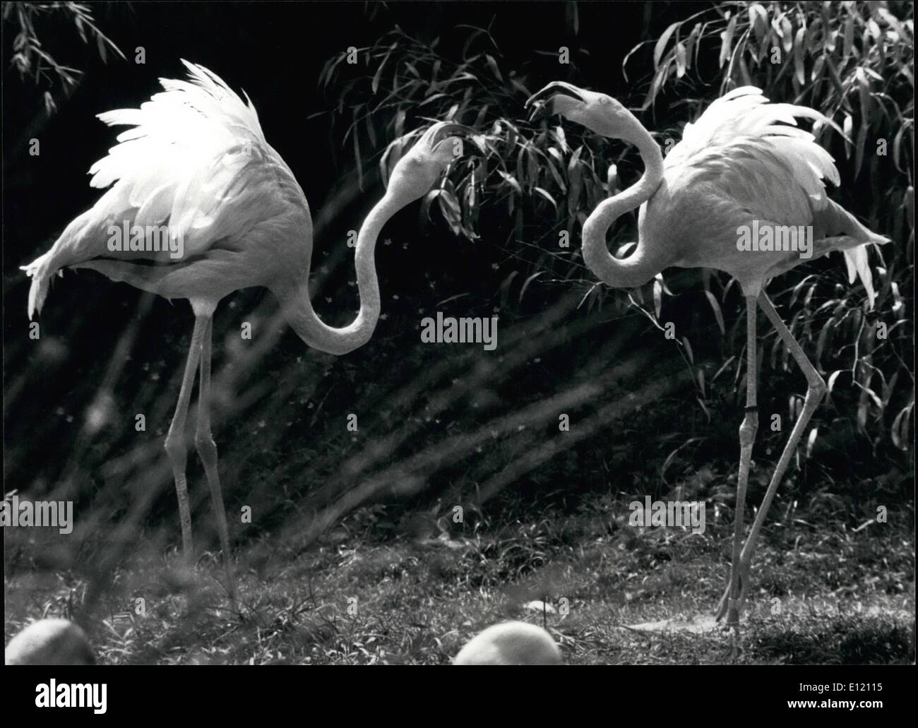 Sept. 09, 1981 - "Wussten Sie schon?": die rosa Flamingos scheinen, über die neuesten Nachrichten auf ihren Nachbarn in den Käfig des Zürcher Zoos zu plaudern. Th 40 rosa Flamingos sind eine der Attraktionen im Zoo in der größten Stadt der Schweiz. Stockfoto