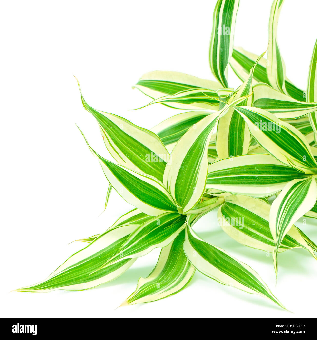 Laub Bltter der Drachenbaum (Dracaena Reflexa), Song of India, isoliert  auf weiem Hintergrund Stockfotografie - Alamy