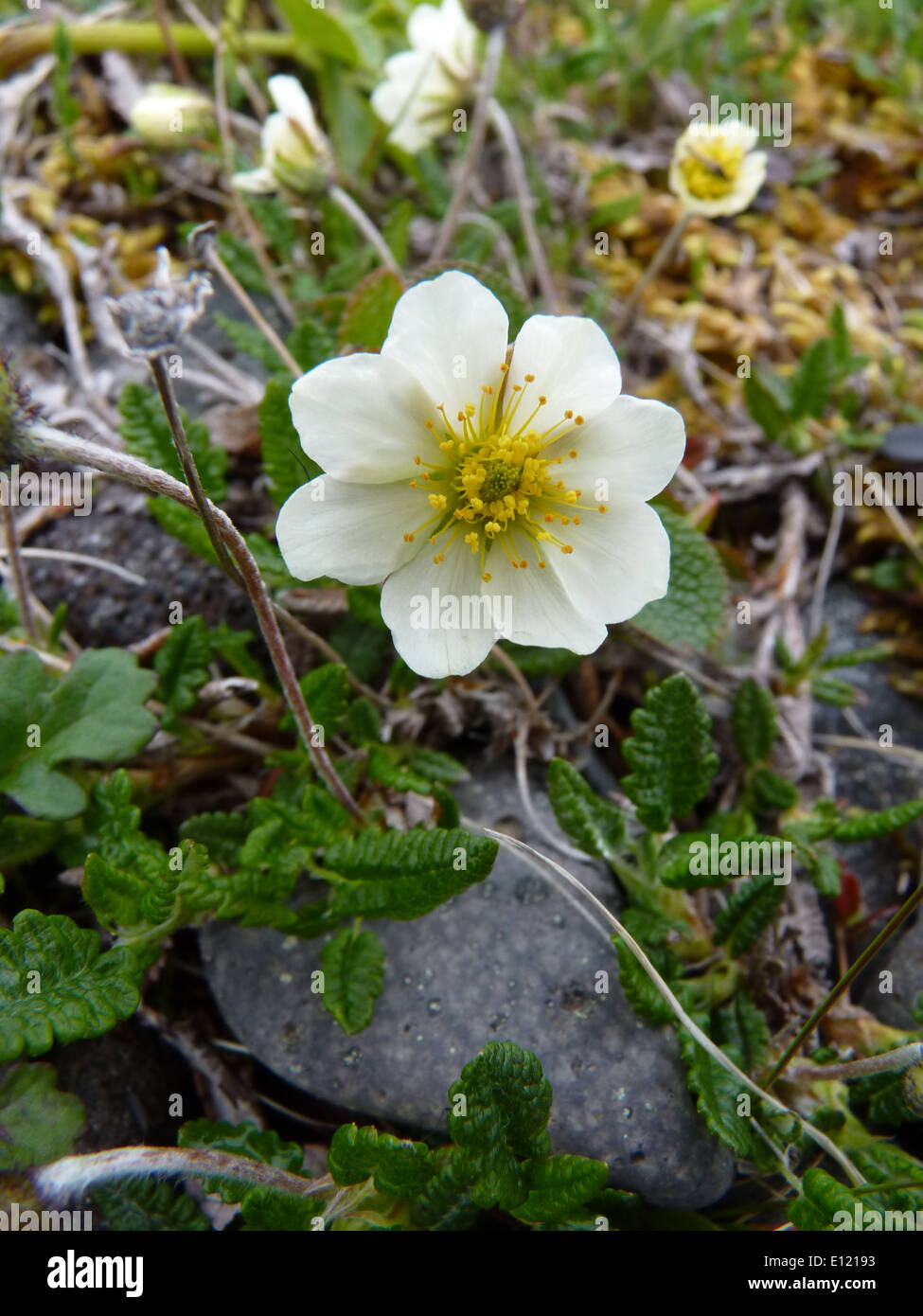 Dryas ist eine Gattung von blühenden Pflanzen aus der Familie der Rosen, die häufig in arktischen und alpinen Regionen vorkommt. Sie sind bekannt für ihre Widerstandsfähigkeit in kalten Umgebungen, tragen zur Bodenstabilisierung bei und sind ein wesentlicher Bestandteil von Ökosystemen in großen Höhen. Stockfoto