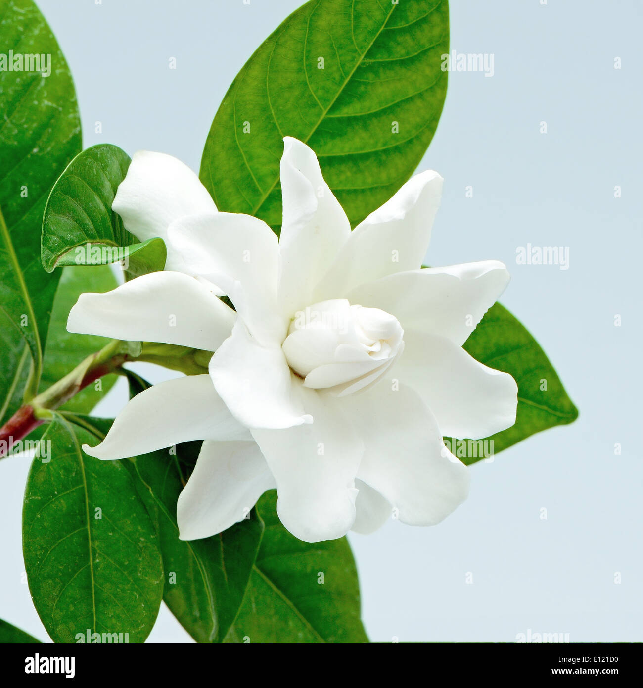 White Gardenia Blume oder Cape Jasmin (Gardenia Jasminoides), isoliert auf  einem blauen Hintergrund Stockfotografie - Alamy