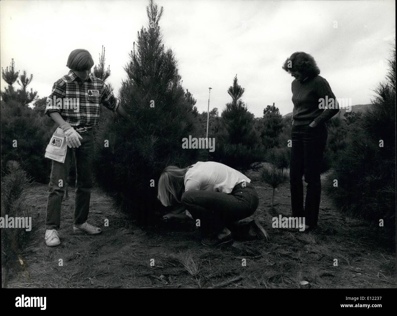 12. Dezember 1982 - tun Sie es einfach selbst: Es ist eine einfache Möglichkeit, einen bequeme Weihnachtsbaum zu kaufen, gehst du zu einem Weihnachtsbaum Bauernhof als Stockfoto