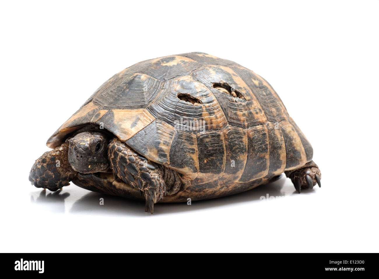 Schildkröte mit beschädigter Schale. Stockfoto