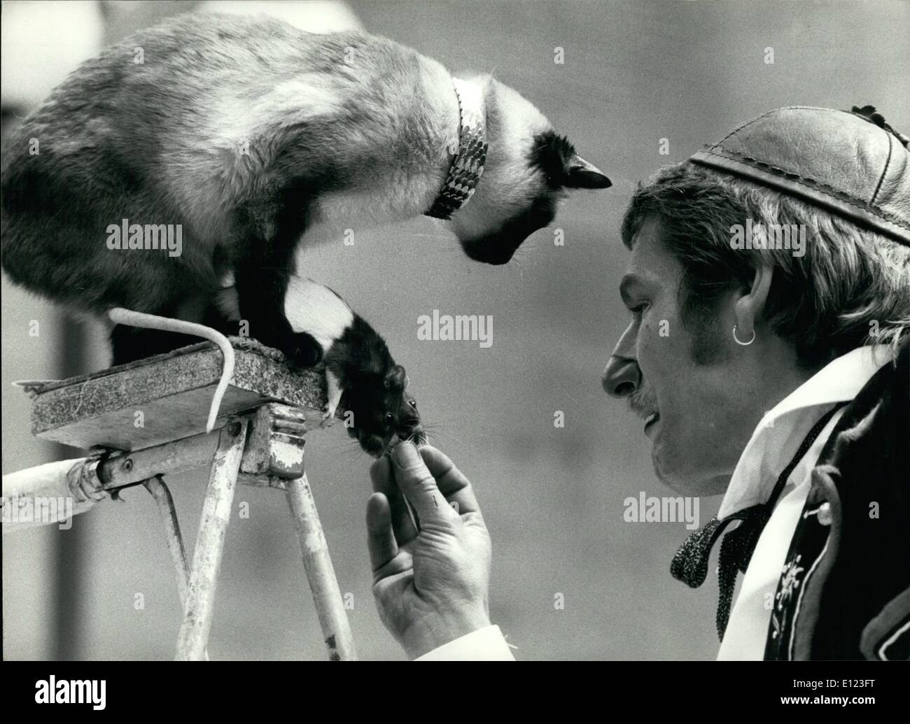 4. April 1984 - und die Katze wird nicht die schöne beißen.: Stars der Show der Schweizer '' Circus Maus '', wahrscheinlich kleinsten Zirkus der Welt, sind diese Siamkatze und zwei Riesen-Mäuse, die mit Zirkus Besitzer und Tiertrainer Henri Gugelmann in bester Freundschaft führt. Auch sind Vögel, ein Hund, eine Ziege und ein Schwein. Gugelmann und seine '' Circus Maus '', stammt aus Basel, Schweiz, ist tatsächlich durch die Schweiz reisen. Bild hat in diesen Tagen in Lausanne, Schweiz, wo er bis zum 16. Mai bleibt. Stockfoto