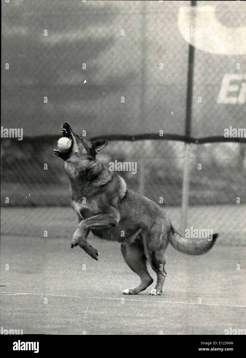 29. April 1985 - Tennis-Hund: Der Hund '' Lady'' ist verrückt nach Tennisbälle. Sie '' arbeitet '' in einem Tenniscenter in Stans in der Nähe von Luzern (Schweiz) und gehört zur Renaldo Schuppli, '' Frau '' in den USA gefunden. Wenn der Ball heraus, sprintet sie um es zu bekommen, zurück, so gibt es keine Verwendung mehr von Balljungen. Ein Bild zeigt '' Lady'' in Aktion - eins mit Schupplis Freundin Marie-Cecile auf dem Tennisplatz. Stockfoto