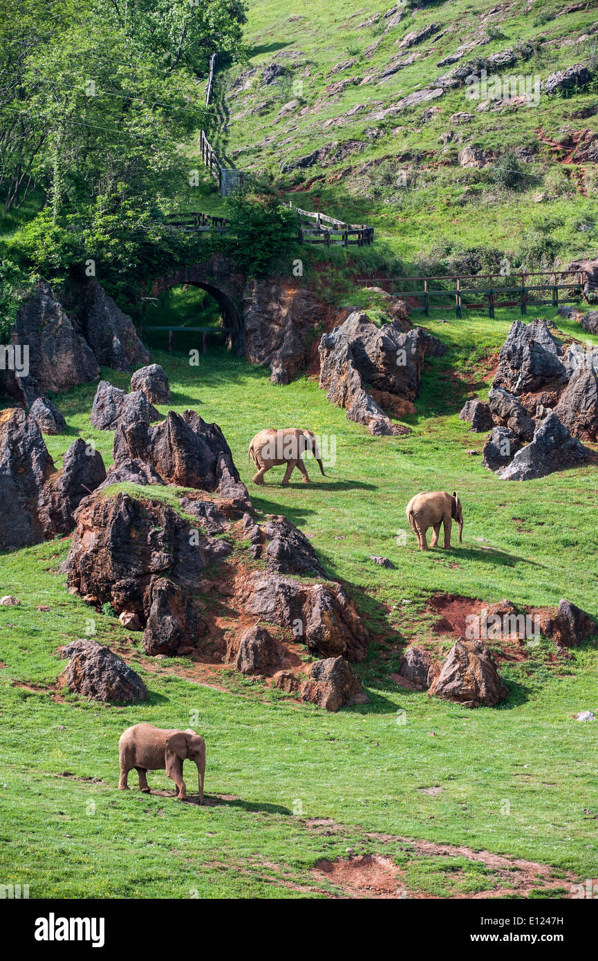Gehäuse mit Herde von afrikanischen Elefanten (Loxodonta Africana) am Cabarceno Naturpark, Penagos, Kantabrien, Spanien Stockfoto