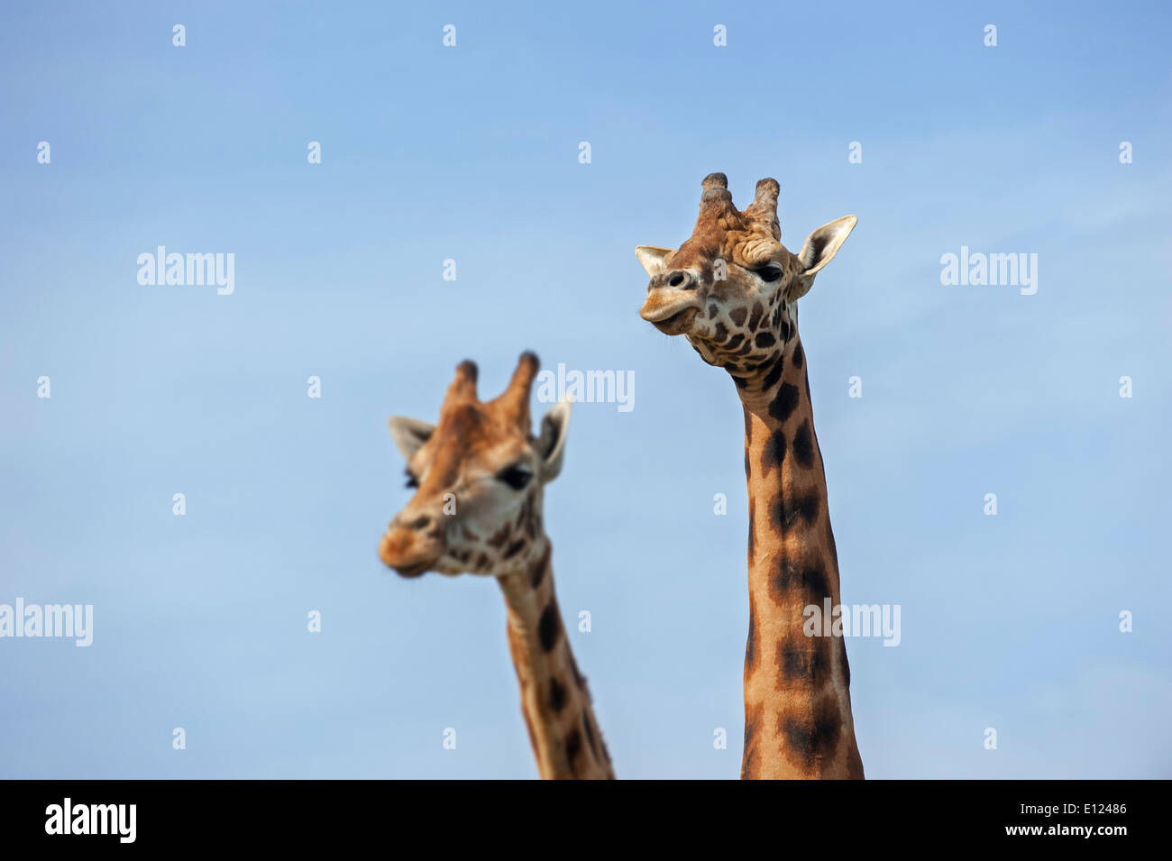 Männliche und weibliche Giraffen (Giraffa Plancius), Großaufnahme der Köpfe gegen blauen Himmel Stockfoto