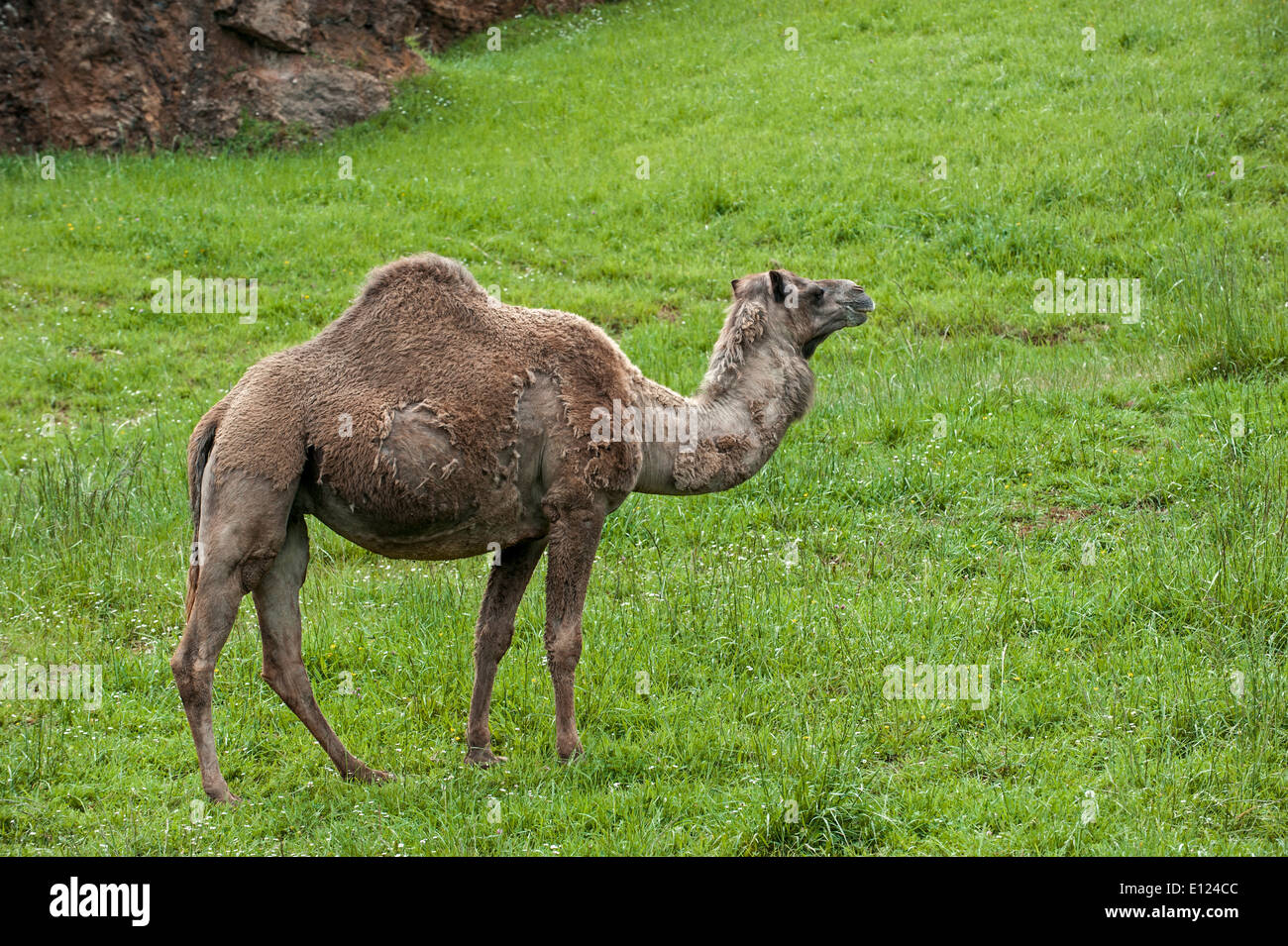 Mauser Dromedar / arabischen Kamel / indische Kamel (Camelus Dromedarius) im Frühjahr Stockfoto