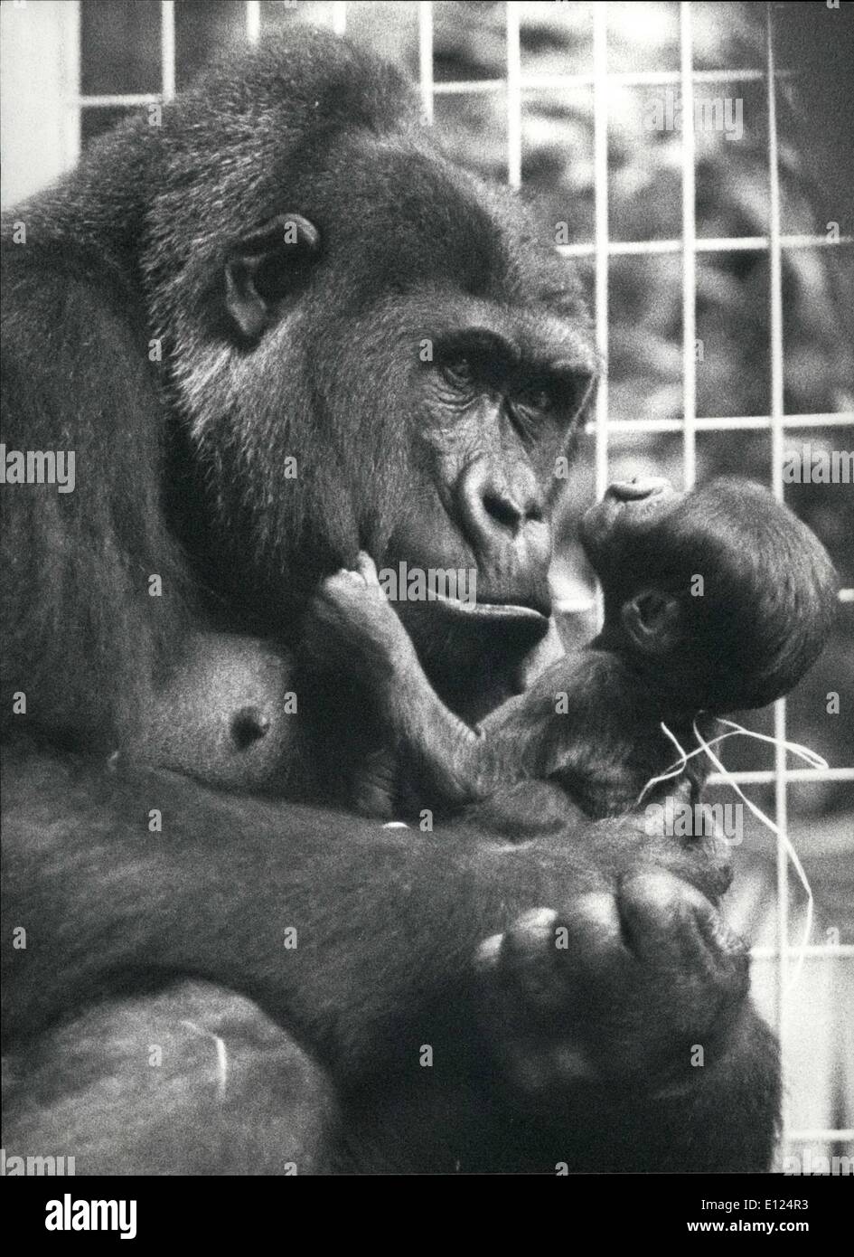 10. Oktober 1990 - Willkommen auf der Erde; Dieses kleine Gorilla-Baby geboren am 8. Oktober im Zoo von Basel. Es heißt Nangai und ist das erste Baby Gorilla Mutter Fadama. Offensichtlich, es fühlt sich sicher und gut betreut durch seine zarte Mama. Stockfoto