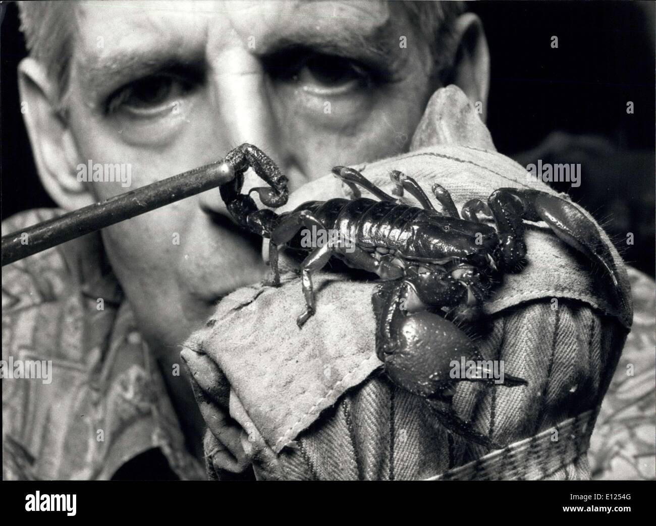 21. Juni 1991 - war giftigen Skorpion diese 12 Zentimeter lange Skorpion (Opistophthalmus Boehmi) aus Ostafrika eines der 40 Arten gezeigt auf der Ausstellung der giftigen Insekten im Vivarium Emmenbrucke nahe Luzern, Juni 13. Stockfoto