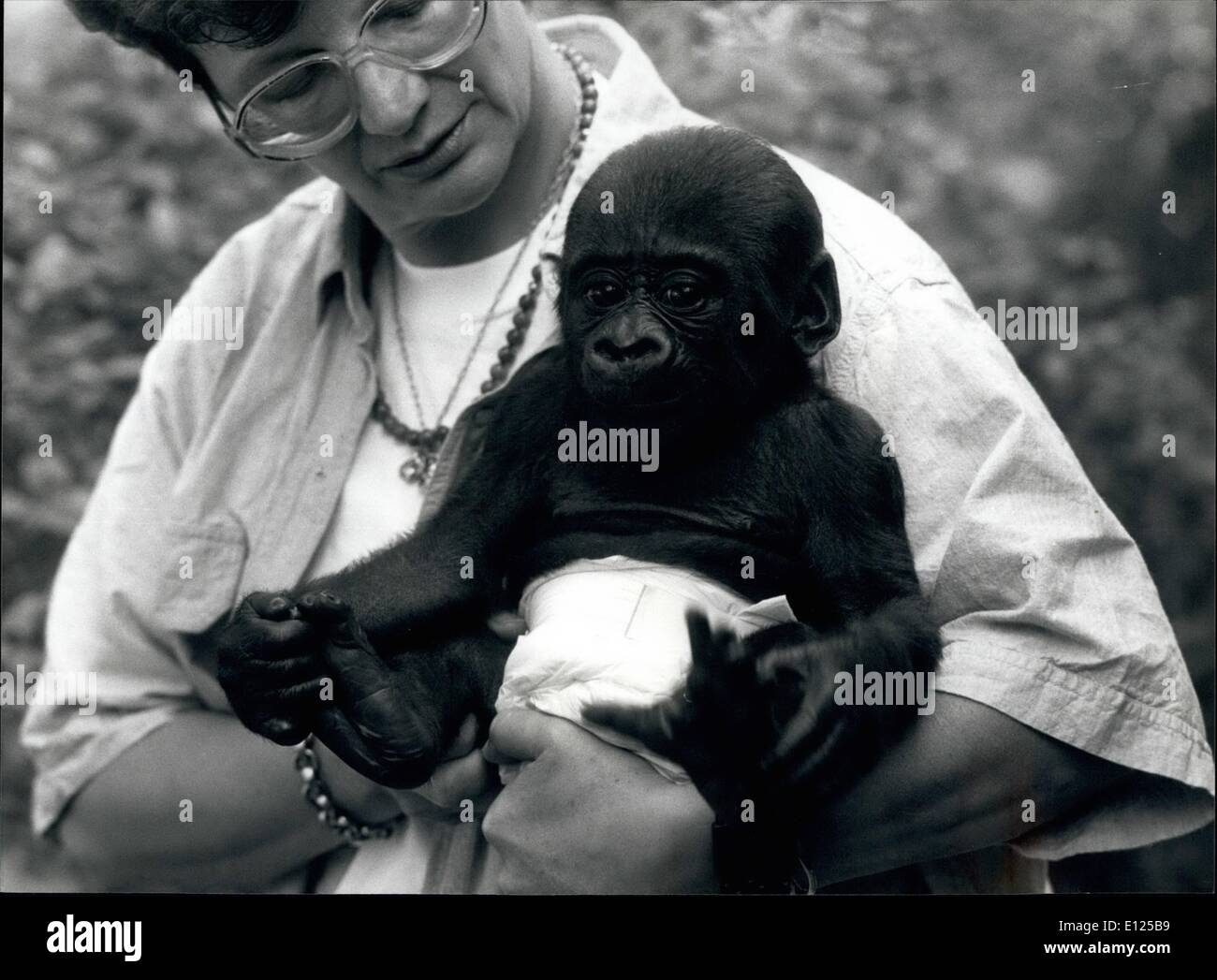 Sept. 09, 1991 - jungen GORILLA IN den Zürich ZOO Krankenschwester Annemarie Schmid hält ein junger Gorilla namens Rafiki w, bedeutet "Freund" auf Swahili. 4-Monate-alten Rafiki der Zürcher, 00 lächelt und scheint bei einer Pressekonferenz in Zürich gut wo er seinen ersten öffentlichen Auftritt hatte. Stockfoto