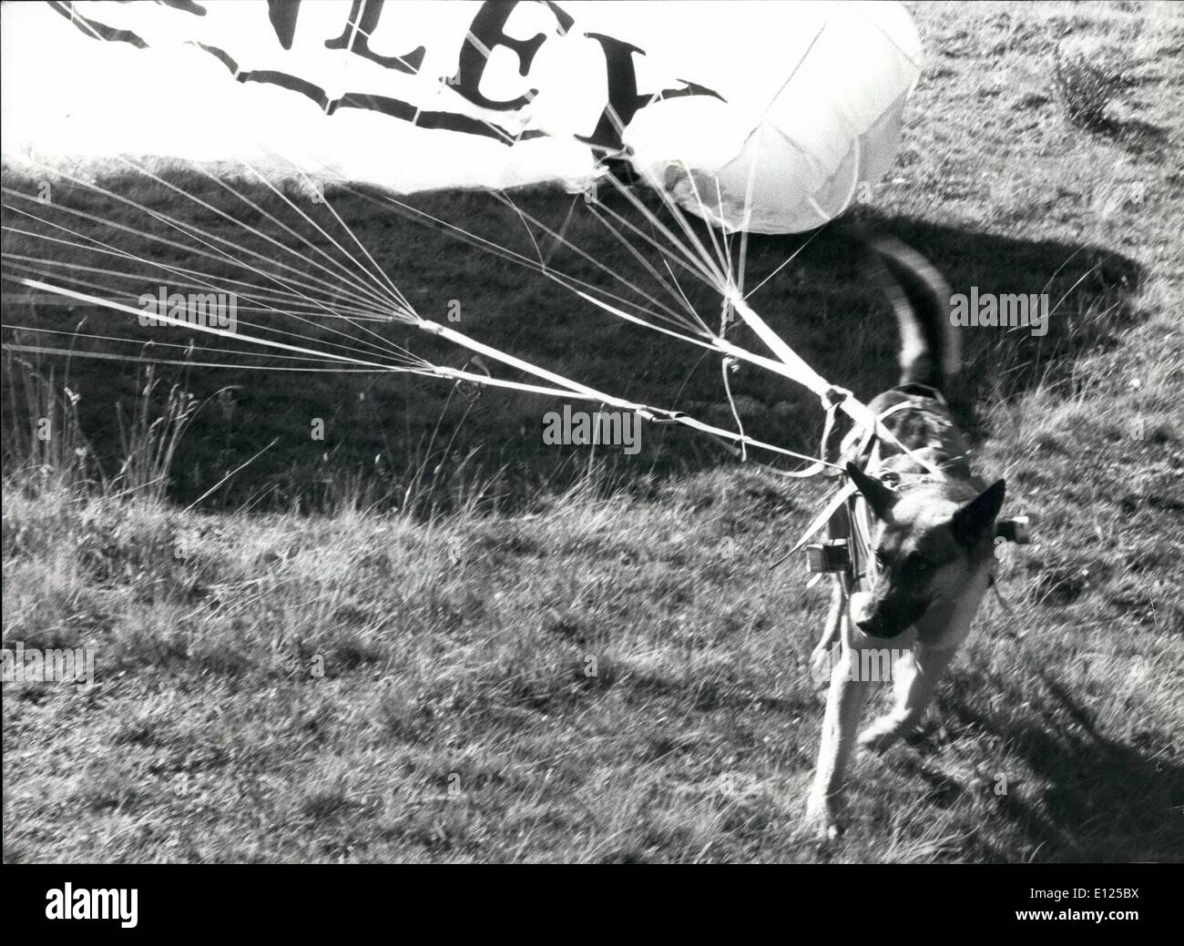 10. Oktober 1991 - Qinley, ist das Segelfliegen Hund 6 Jahre alten elsässischen '' Qinley'' die weltweit einzige Hund, der gerne alleine mit dem Gleitschirm fliegen. Da seine Meister Gary Isoz aus Vers Eglise in der Westschweiz ein Hubschrauberpilot von Beruf ist, wird Qinley verwendet, um in die Luft fliegen. Ein spezielles Zaumzeug befestigt, wird der Hund vom Boden Hos Meister Fernbedienung geleitet. Stockfoto