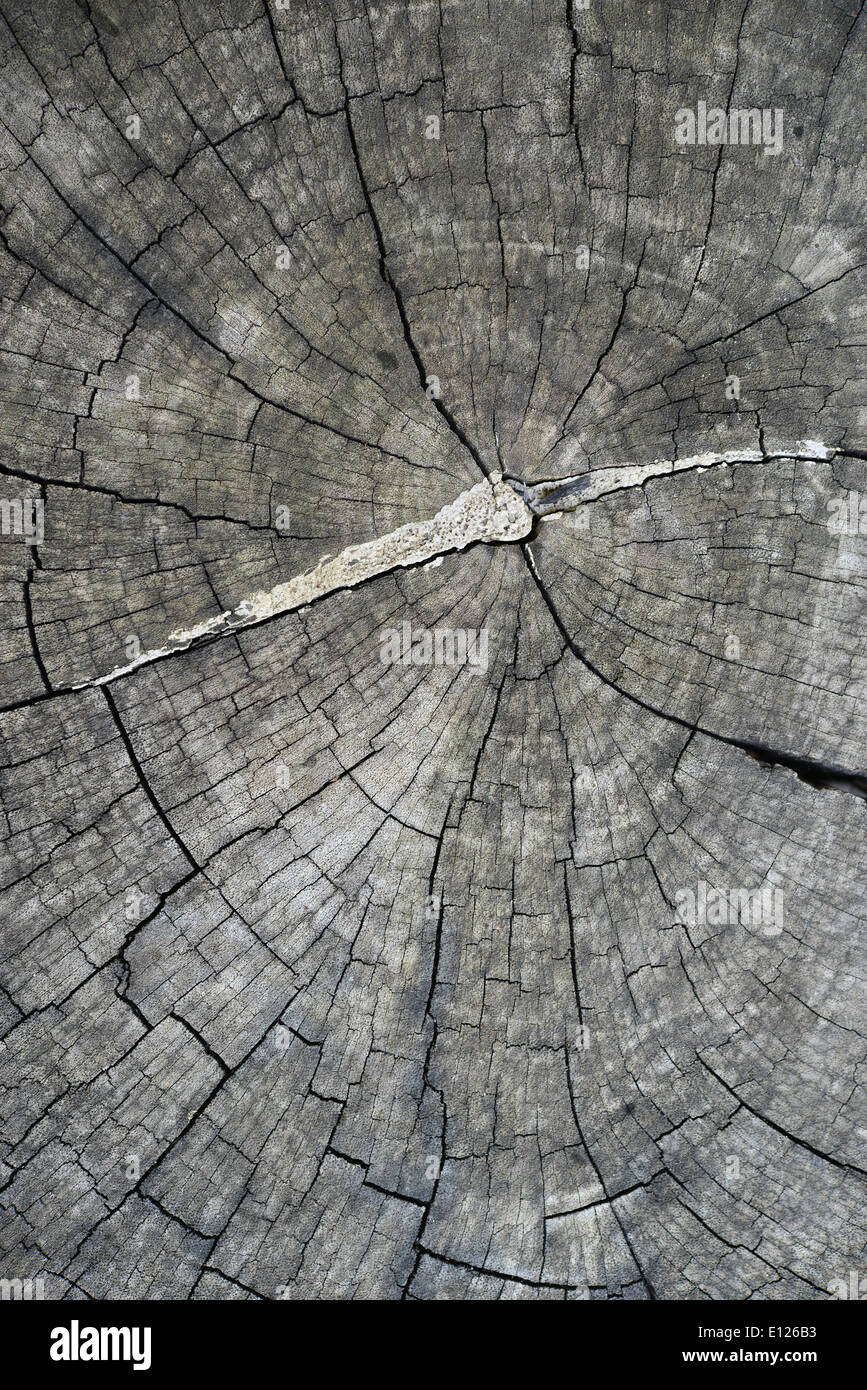 Holz Textur Stockfoto