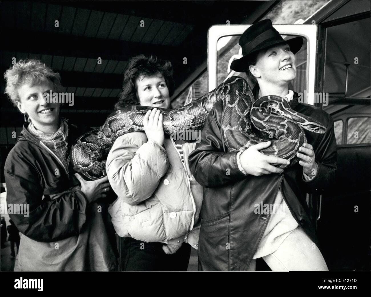7. Juli 1990 - eine australische TIGER-PYTHON ON '' PILATUS'' am kommenden Wochenende das zweite '' Pilatus.-Festival statt legen Sie hoch oben auf 2400 Meter über Meereshöhe. Neben verschiedenen Musik-Produktionen werden Menschen in der Lage, genießen die Show von einem traditionellen Variete in der verschneiten Ebene zwischen der Station. Esel. und '' Drachenweg. auf der berühmten '' Pilatus... Unser Bild zeigt drei starke Frauen das Tragen der schweren Tigerpython auf eine Beförderung der Pilatus-Bahn variete Stockfoto