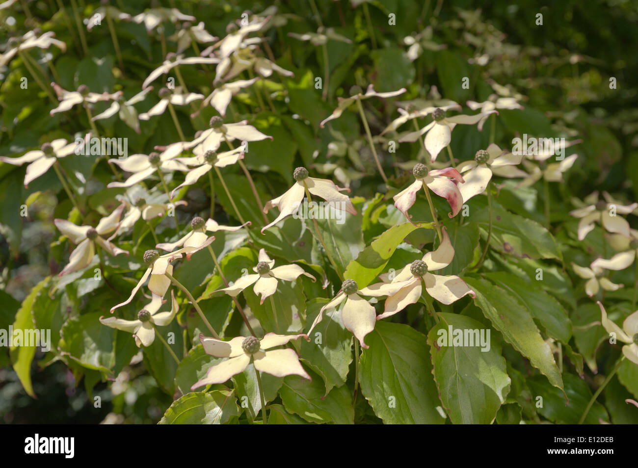 äußerst ungewöhnlich Clematis wie Blumen Kousa Hartriegel Baum zeigt ungewöhnliche Beere wie grüne Himbeere zu entwickeln Stockfoto