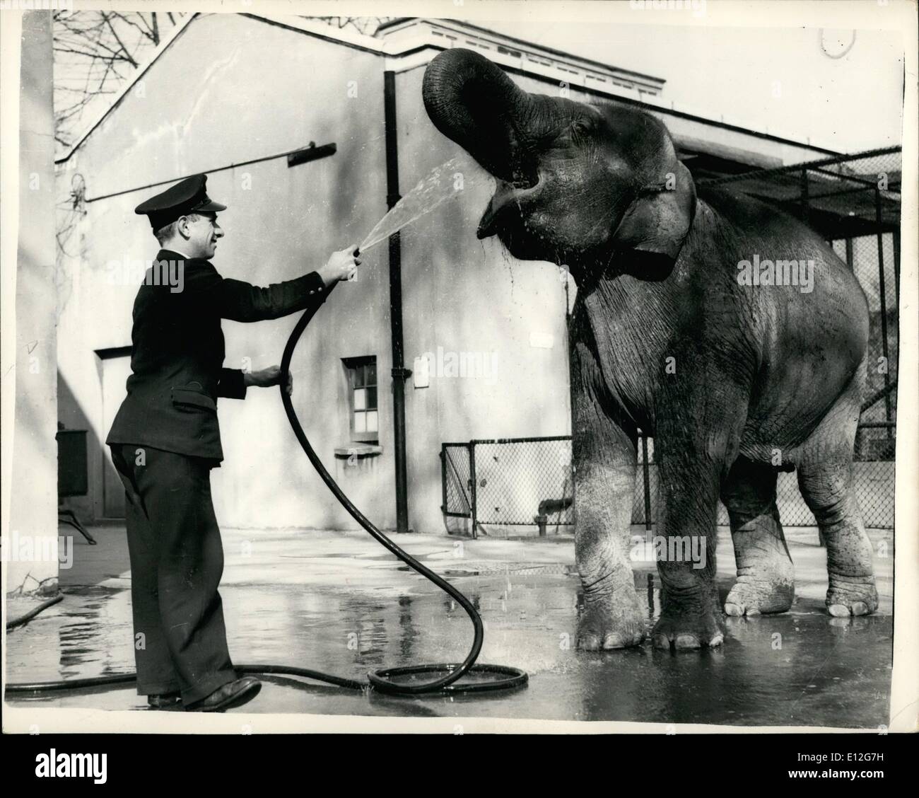 10. Januar 2012 - sie liebt ein Bad tut Dumbo Spaß im London Zoo: sie ist nur ein Baby fünf Jahre alte indische Elefant Dumbo der Zoo ist und wie die meisten Babys, die sie Baden, liebt vor allem, wenn ihr Keeper William Crompton ein bisschen Spaß mit ihr hat und sie darf ein Teil des Wassers "Bad" im Londoner Zoo zu trinken. Stockfoto