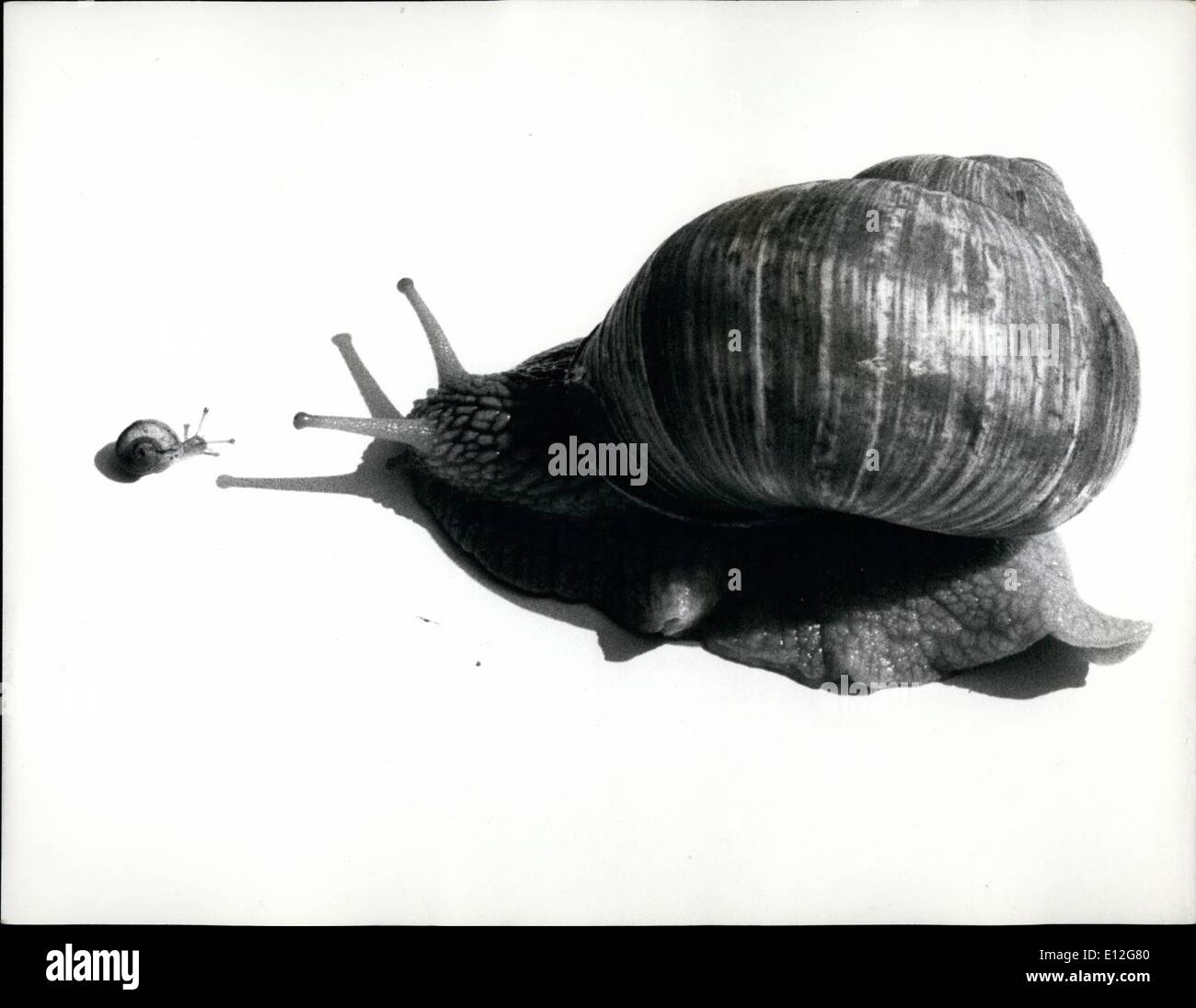 Wie Schnell Ist Die Schnellste Schnecke Der Welt Schneller als du -Fotos und -Bildmaterial in hoher Auflösung – Alamy