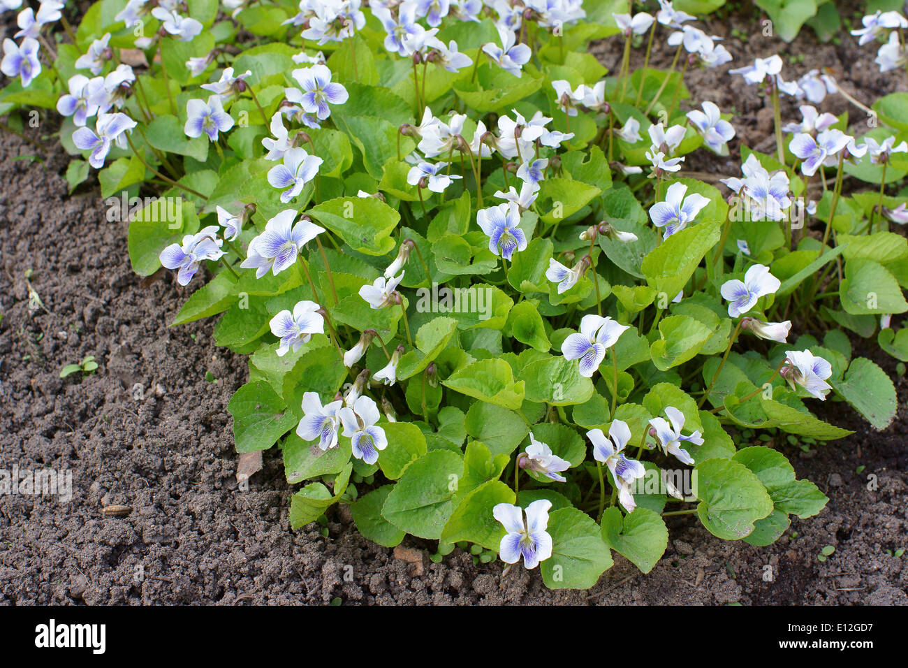 Gemeinsamen blau violett weiß Blumen Viola sororia Stockfoto