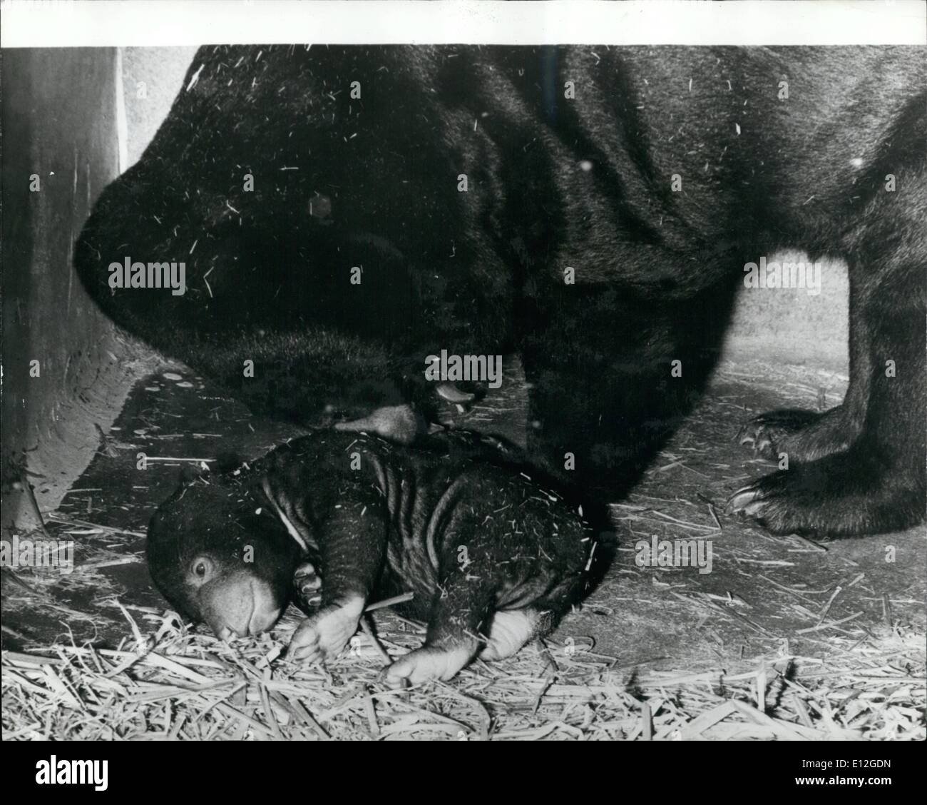 10. Januar 2012 - nur zum zweitenmal - nur für die zweite Zeit ist Zeit, die Geschichte der Basls Zoo, einen geschäftigen Malaya Bären wurde geboren und angehoben The Young Bier bleibt unabhängig von seiner Mutter für mehrere Monate. Foto zeigt:-das Baby Malaya Bär namens '' Dyalan'' bekommt einen Atemzug von seiner Mutter kurz nach seiner Geburt im Zoo Basel in Schweiz. Stockfoto