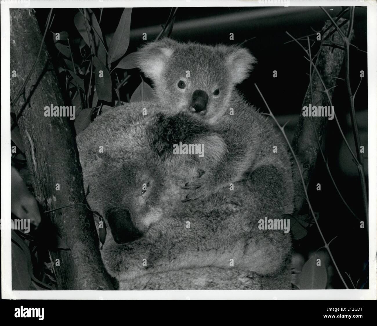 10. Januar 2012 - SPÄHT POOYA über the Cop der Mutter Matilda Fell gesäumten Ohren bei seiner Premiere Auftritt vor der Öffentlichkeit Donnerstag (Aug. (6) im Zoo von San Diego. Das neue Koala-Baby und seine Mutter werden auf einer closed Circuit Television in den Zoo Koala Abbildung gesehen werden, während beide als Vorsichtsmaßnahme isoliert bis Pooya aufwächst. Pooya ist fast acht Monate alt und ist benannt nach einer australischen Stadt. Er ist das 13. Mitglied der Zoo Koala Kolonie. Der San Diego Zoo ist der einzige Ort in der Welt außerhalb von Australien Beuteltier Haworthia silbergrau auszustellen. Stockfoto