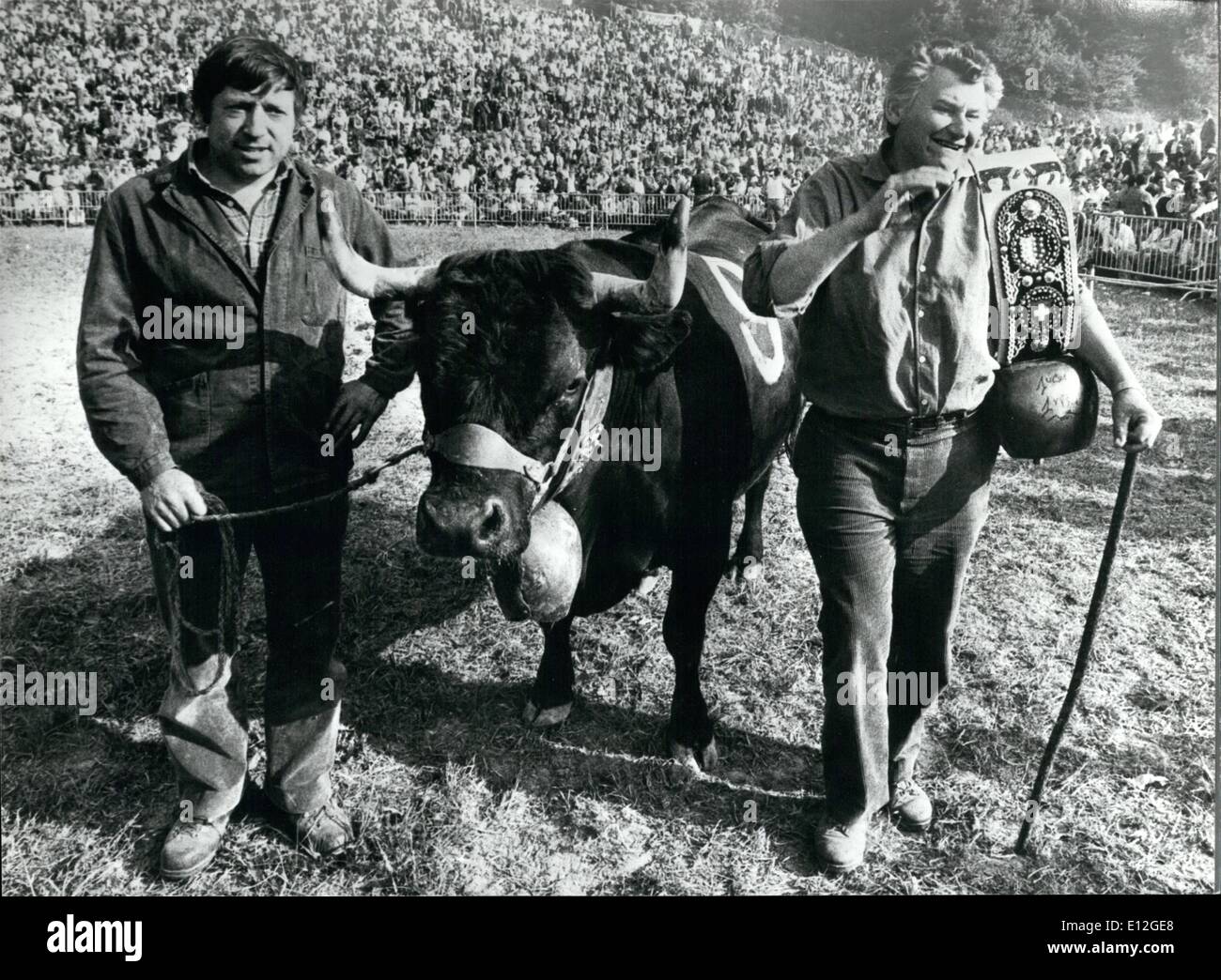 10. Januar 2012 - Kampf um die Krone. Kuhkämpfe für die Ã ¢ â '¬ËœCrown' sind eine traditionelle Feder-Veranstaltung in der Westschweiz Wallis. Die Kühe die kämpfen sind die berühmten Herene-Rasse, die für ihren Kampfgeist bekannt sind. Erfolgreiche Kühe holen einen höheren Preis, wenn sie verkauft werden. Eine Kuh namens Romana in diesem Jahr wurde die Königin der Kühe. Foto zeigt: 1980 war Königin der Kühe RomanaÃ Stockfoto