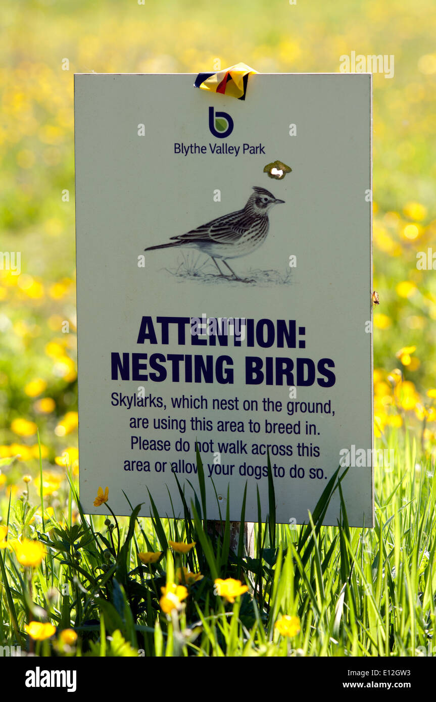 Verschachtelung Vögel Warnung melden, Blythe Valley Nature Reserve, Shirley, West Midlands, England, UK Stockfoto