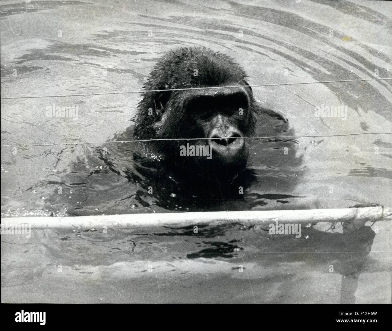 10. Januar 2012 - Affen Gorilla Wärter - und lernt schwimmen: Wasserspiel ist nicht etwas, die Gorillas zu genießen, in der Tat haben sie eine Abneigung gegen sie, Aruna, ein 7 Jahre alten Gorilla in Nigerias Thadan Zoo, schwimmen durch Kopieren der Bewegungen von ihrem Halter lernen ist. Um Aruna und ihr Partner verhindern, indem man aus ihrer Tiefe ertrinken, das Beste aus der Gorilla-Verbindung mit einem Elektrozaun und Unterwasser Schienen versehen worden. Diese Drähte sind wirklich ein Ärgernis. Stockfoto