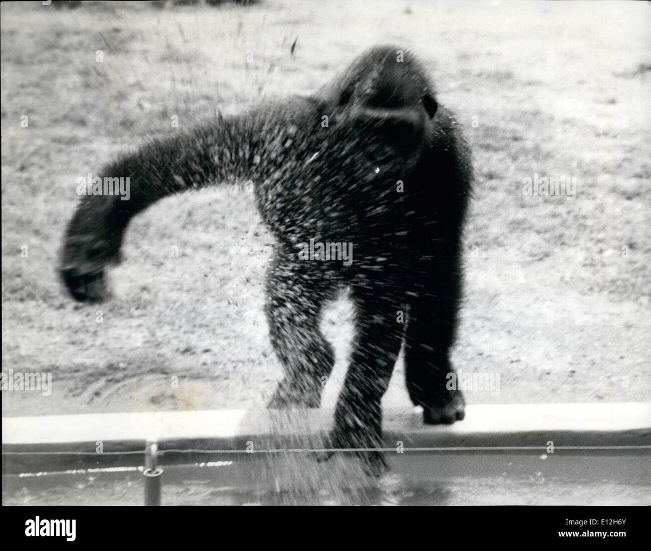10. Januar 2012 - Gorilla Affen seine Hüter - und lernt schwimmen: Wasserspiel ist nicht etwas, die Gorillas zu genießen, in der Tat haben eine Eversion darauf Aruna, ein 7 Jahre alten Gorilla im Zoo von Nigerias Ibadan, ist eine Ausnahme von der Norm - sie liebt das Wasser, und lernt schwimmen durch Kopieren der Bewegungen von ihrem Halter. Aruna und ihr Partner verhindern indem man aus ihrer Tiefe ertrinken, wurde das Wassergraben der Gorilla-Verbindung mit einem elektrischen Zaun und Unterwasser Schienen vorgesehen. Stockfoto