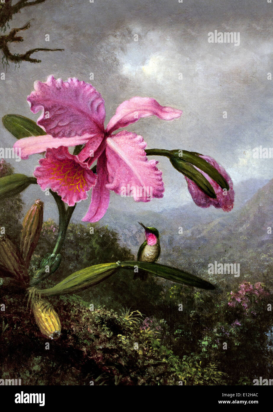 Orchidee und Kolibri in der Nähe von einem Berg Wasserfall (Detail) 1902 Martin Johnson Heade 1819-1904 Amerikaner / Vereinigte Staaten von Amerika Stockfoto