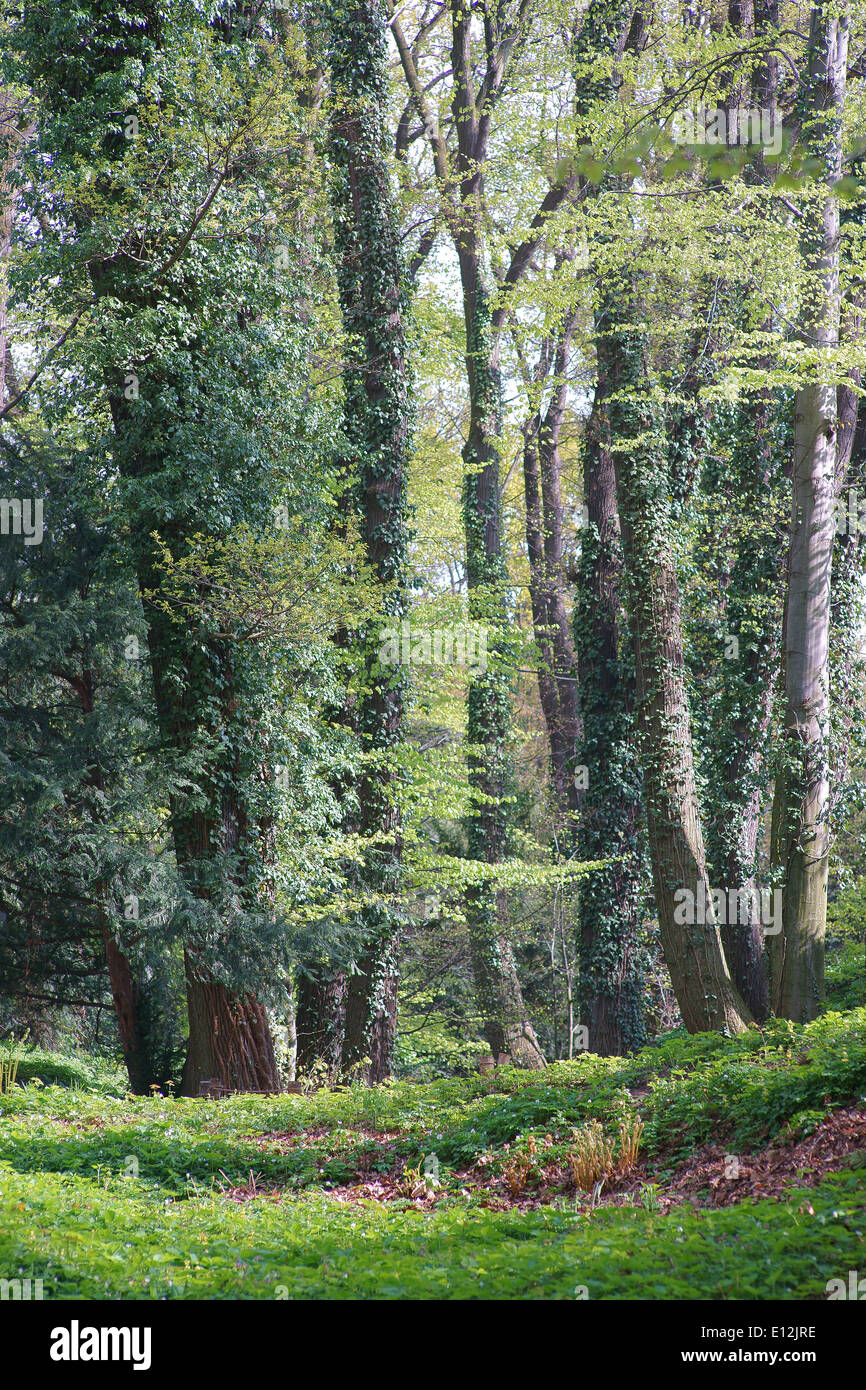Alte Bäume Knospen im Wald Stockfoto
