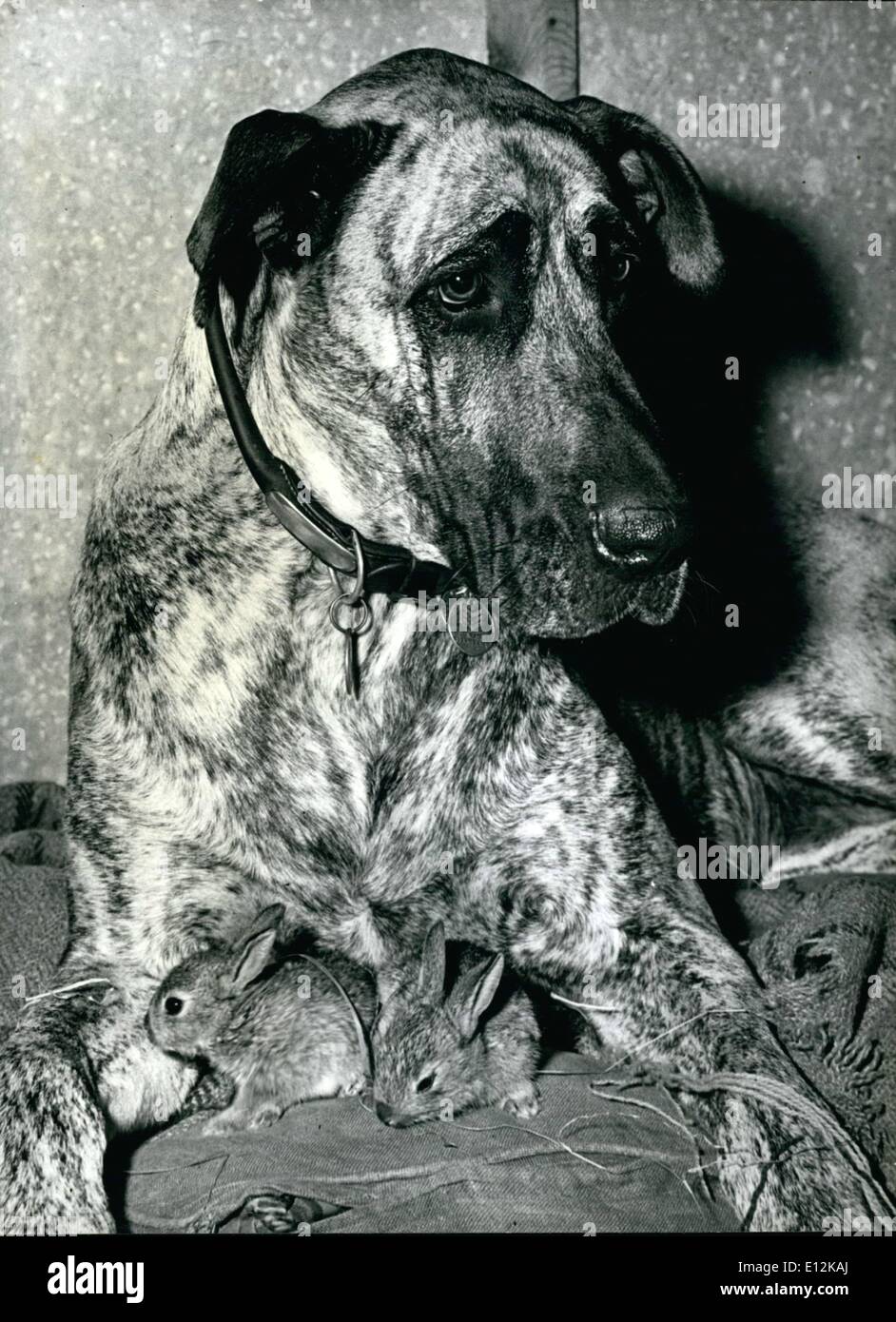 24. Februar 2012 - der große und der kleine: schöne Deutsche Dogge, '' Juno'' ist ein vornehmes Haushund und er wird bellen und bellen beim Herannahen eines fremden. Aber wenn es darum geht, diese kleinen Kaninchen ist er nur so weich wie nichts. Stockfoto