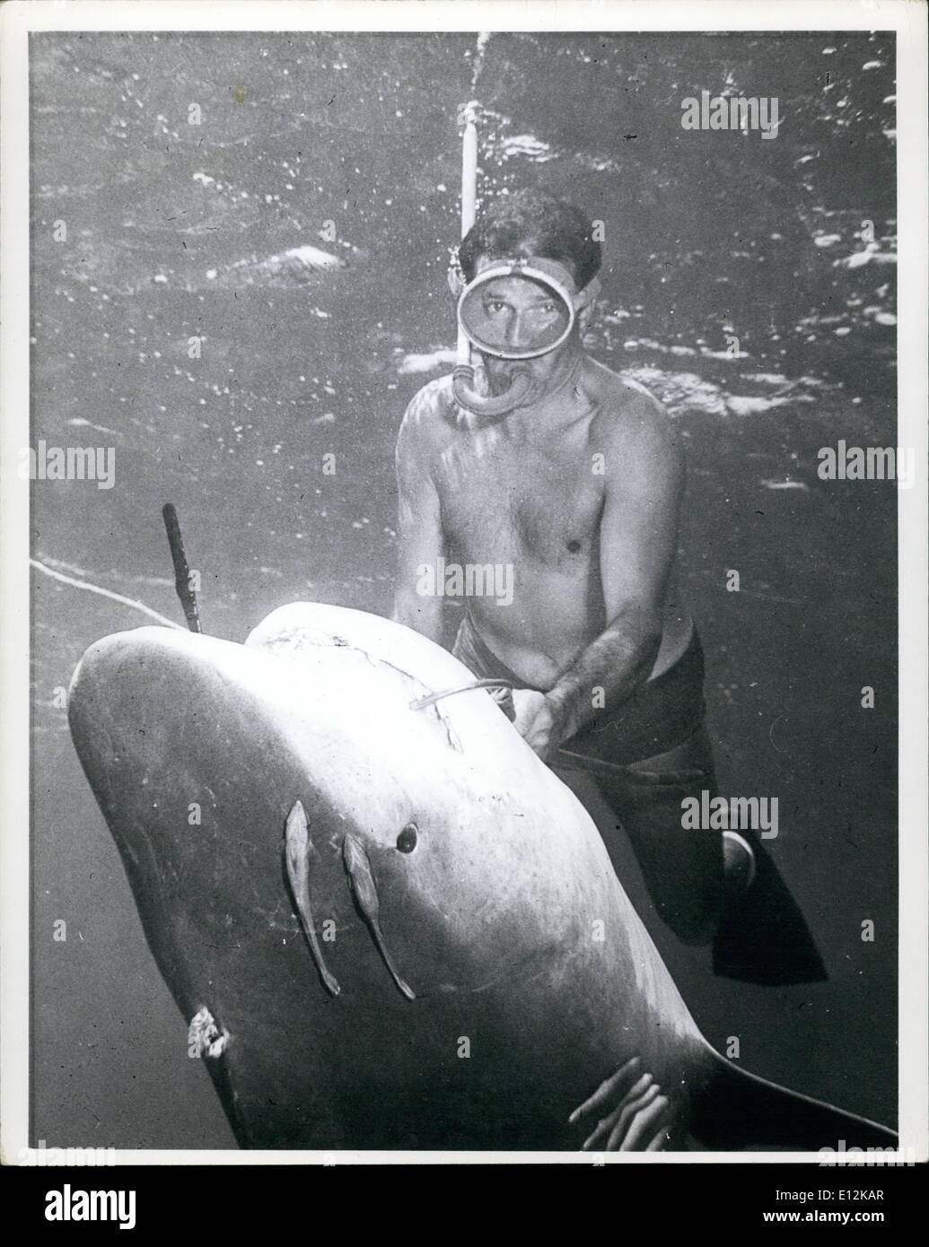 24. Februar 2012 - Wally Gibbins 11 ft Sooll Tigerhai: Wally Gibbins von Sydney und seine 11 ft, 80 lb Tigerhai er mit mehr leistungsstarke 10 Bande Schrotflinte Kopf bei Sykes Riff, tolle r getötet, beachten Sie die auf den Hai noch hängen, nachdem die Explosion direkt an Te sie verlassen Stockfoto