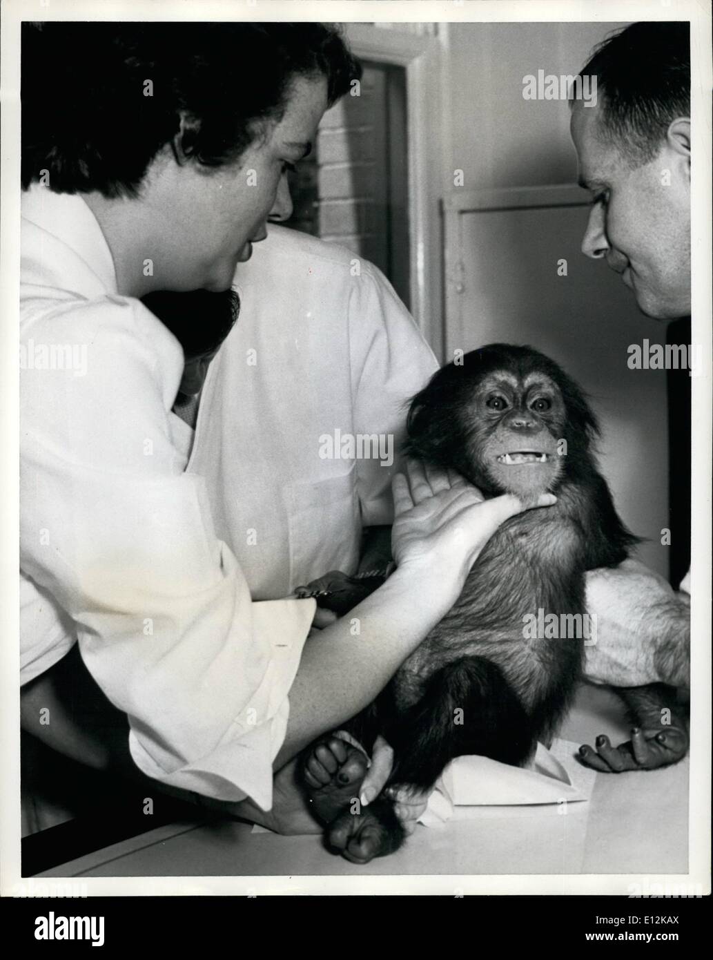 24. Februar 2012 - Frau E. Twigg, eine ausgebildete Krankenschwester, die an den Zoo Krankenhaus das Gefühl um die Schimpansen-Bedrohung für ein Zeichen für eine Entzündung der Drüse befestigt. Frauen denkt auch immer stört uns Männer zweifellos der Schimpanse. Stockfoto