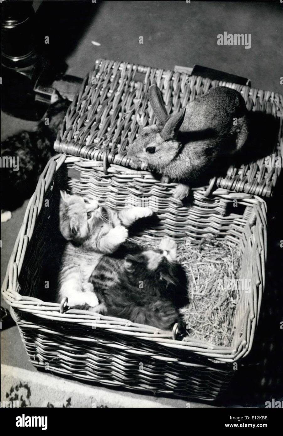 24. Februar 2012 - ungerade Männer geschnitten Wrigglemuse, das Kaninchen: Vorsicht! Hase auf den Korb. die Kätzchen scheinen zu sagen. Hase, ist der domestizierten Kaninchen Zugehörigkeit zu Mrs. Johnson Frau eines Bauern in der Nähe von Briston, die durch ihre Ingwer Katze zur gleichen Zeit wie die Kätzchen aufgezogen wurde. Alle sind wirklich gute Freunde, aber die Kaninchen liebt necken die Kätzchen durch plötzlich auftauchende auf dem Deckel der Wäschekorb, der als Schlafzimmer dient. Stockfoto