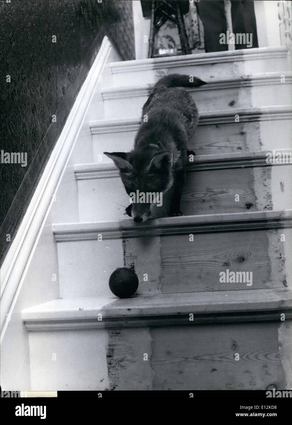 24. Februar 2012 - sie ist nicht sicher, ob es geht, sich zurück zu stürzen... Pixie spielt Ball auf der Treppe. Stockfoto