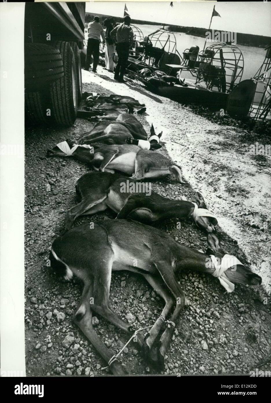 24. Februar 2012 - Hirsch mit verbundenen Augen in große Roundup.: In einem verzweifelten Versuch, Hirsch Form schnell steigenden Fluten in den Florida Everglades zu retten, Erhaltung Beamten werden die Tiere per Luftkissenboot und Hubschrauber zur Sicherheit auf einer Anhöhe zu entfernen. Nachdem sie gefangen sind, sind die Hirsche mit verbundenen Augen und sicher für den einfachen Transport Formularbereich, gefaltet und sicher gebunden für einfachen Transport von Gebiet zu Gebiet gebunden. Foto zeigt Blindfolded Hirsch gerettet aus dem steigenden Wasser warten auf Transport in einen anderen Bereich der Anhöhe in den Everglades, wo sie lassen, Los, um wieder in Sicherheit zu bewegen. Stockfoto