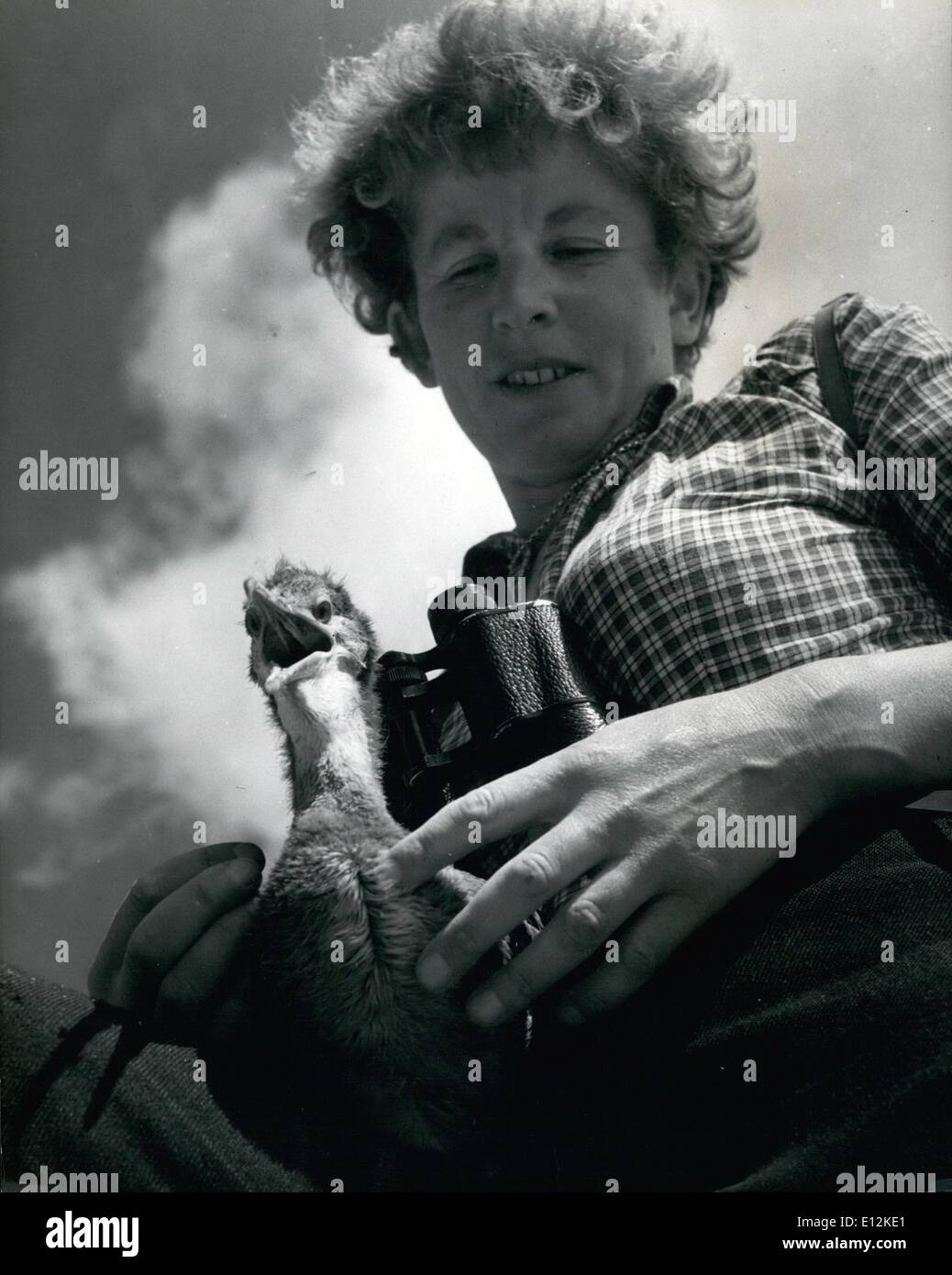 24. Februar 2012 - Aufseher der Lundy Island; Barbara Whitaker den Ring auf den jungen Shag Bein gelegt und er protestiert laut mit schrill kreischt, wenn sie darauf vorbereiten, ihn zurück in sein Nest zwischen den Felsen legen. Stockfoto