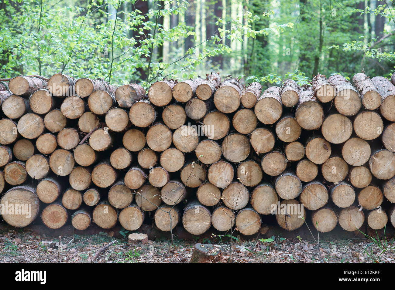 Haufen von Timberwood im Wald Stockfoto